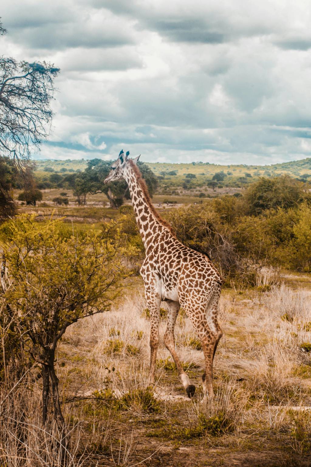 Explorer la Tanzanie : Guide Complet pour un Voyage Safari Réussi